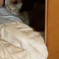 [GRIF' Abrite] Rassuré par l'arrivée de deux chatons : Rusty