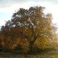 arbre aux feuilles d'or