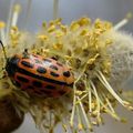 Chrysomèle à 20 points ou Chrysomèle des saules (Chrysomela vingitipunctata)