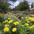 34ᵉᵐᵉ Concours International du Dahlia de Paris 2022