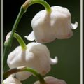 un peu de muguet .. 