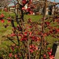 les fleurs du jardin 