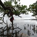 La mangrove