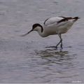 Avocette élégante.