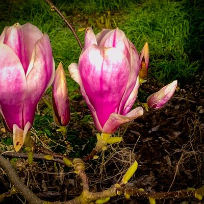 Magnolia