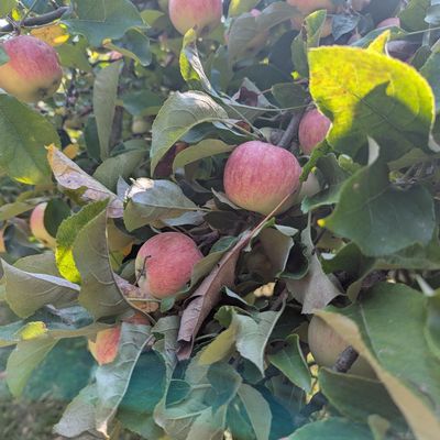 1ER WEEK END DE CUEILLETTE