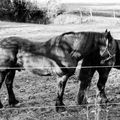 Chevaux refusant de poser.