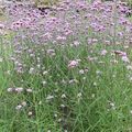 Verbena bonariensis, la verveine de buenos aires, j'adore cette plante!