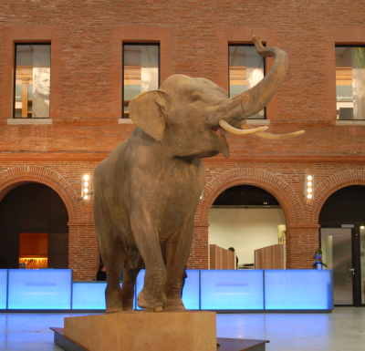 1909 la mort d'un éléphant chez Pinder