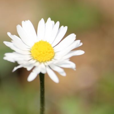 Au ras des pâquerettes!