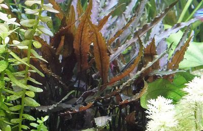 Plantes d'aquarium, quelques autres variétés ...