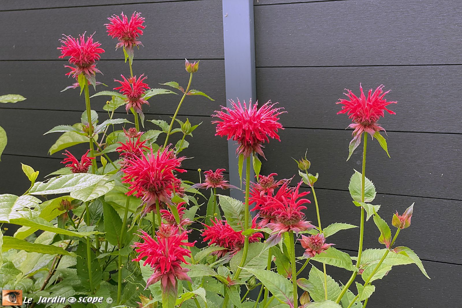 Monarde x hybrida Gardenview Scarlet