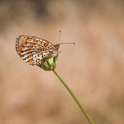 Balade Aurélienne (Mélitée, butineuse, ...)