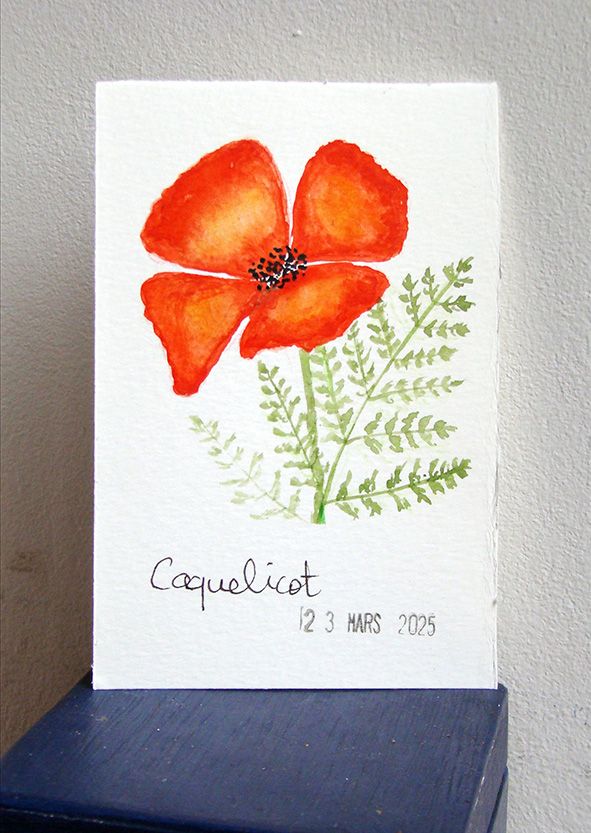 4 Coquelicot 
