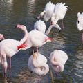 FLAMANTS ROSES EN CAMARGUE