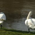 DE GRÂCE, FAITES MOI CYGNE