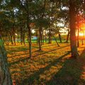 Photo "lumières dans la forêt"