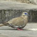 La "pacific ground dove"