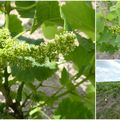 Fleurs de vignes
