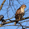 Red-Tailed Hawk and Northern Mockingbird