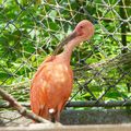 Un ibis rouge.