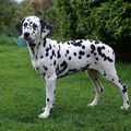 dalmatien