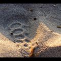 Traces dans le sable