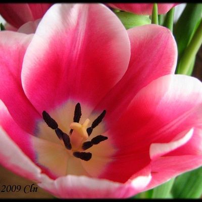 Les fleurs du printemps ne gardent pas toujours leur beauté. [Autant les immortaliser]