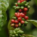 Les Robusta démarrent la campagne 2012/13 de café en fanfare 