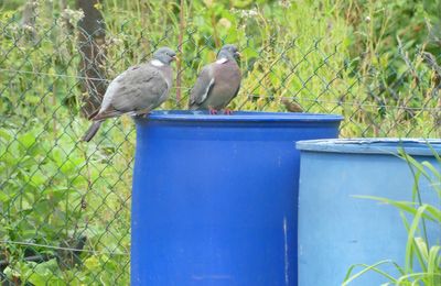 Piscines et pigeons ...