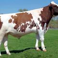 Red Holstein