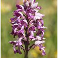 Orchis militaire : Orchis militaris