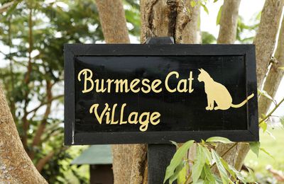 Le village des chats Birmans