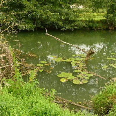 rivière près de bourg-en-bresse