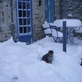 le chat et la neige