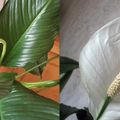 Le Spathiphyllum apporte une note exotique dans la maison