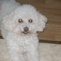 Théo mon petit bichon