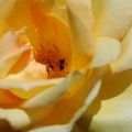 une photo chaque jour Fleur du jardin une rose