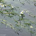 Une plante aquatique qui envahit le lit mineur de la Loire et du Loiret