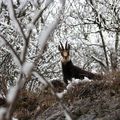 Chamois dans les sous bois.