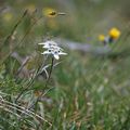 Flore de juillet