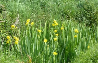 Les iris d'eau