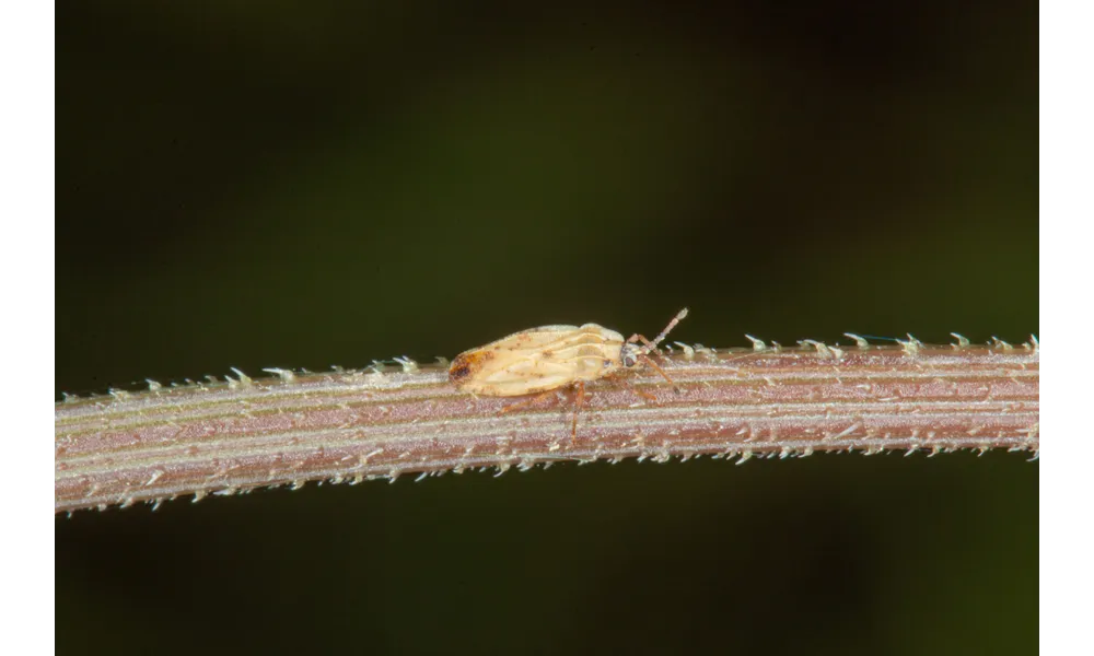 Tingis auriculata