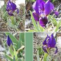 Iris nain (Iridacées)