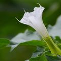 Grand Est : gare au datura toxique, même dans les jardins potagers