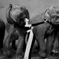 "Dovima with elephants" de Richard Avedon vendue 841.000 euros, record pour l'artiste