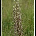 Orchis bouc - himantoglossum hircinum