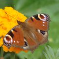 Les papillons dans mon jardin