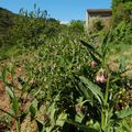 Du repiquage de la consoude à la préparation des purins, passage en revue du printemps de Bonnaude...