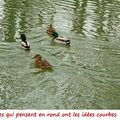 Quartier Drouot bord du canal - L'eau, les canards et rien...